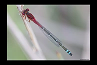PhotoID: AusDa579. Red & Blue Damsel (Xanthagrion erythroneurum) - male