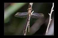 PhotoID: AusDr564. Zephyrogomphus lateralis - female