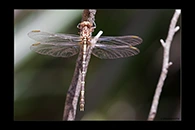 PhotoID: AusDr565. Zephyrogomphus lateralis - female
