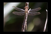 PhotoID: AusDr566. Zephyrogomphus lateralis - female