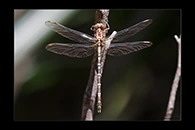 PhotoID: AusDr567. Zephyrogomphus lateralis - female