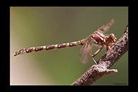 PhotoID: AusDr569. Zephyrogomphus lateralis - female