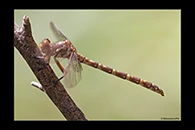 PhotoID: AusDr571. Zephyrogomphus lateralis - female