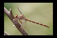 PhotoID: AusDr572. Zephyrogomphus lateralis - female