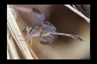 PhotoID: AusDr430. Short-Tailed Duskdarter (Zyxomma elgneri) - male