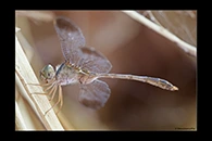 PhotoID: AusDr433. Short-Tailed Duskdarter (Zyxomma elgneri) - male