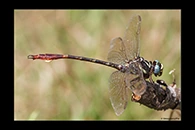 PhotoID: DrX054. Two-Striped Forceptail (Aphylla williamsoni) - male