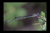 PhotoID: DaX007. Blue Damselfly (Austrolestes colensonis) - female