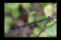 PhotoID: DaX008. Blue Damselfly (Austrolestes colensonis) - female