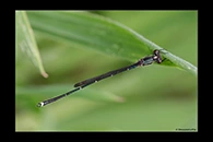 PhotoID: DaX009. Blue Damselfly (Austrolestes colensonis) - male