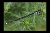 PhotoID: DaX010. Blue Damselfly (Austrolestes colensonis) - male