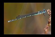 PhotoID: DaX011. Blue Damselfly (Austrolestes colensonis) - male