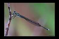 PhotoID: DaX012. Blue Damselfly (Austrolestes colensonis) - male