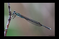 PhotoID: DaX013. Blue Damselfly (Austrolestes colensonis) - male