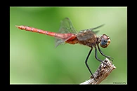 PhotoID: DrX061. Red-Tailed Pennant (Brachymesia furcata) - female