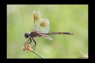 PhotoID: DrX042. Four-Spotted Pennant (Brachymesia gravida) - female