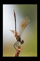 PhotoID: DrX052. Four-Spotted Pennant (Brachymesia gravida) - female