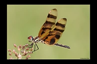 PhotoID: DrX044. Halloween Pennant (Celithemis eponina) - female