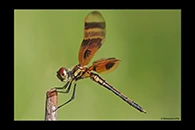 PhotoID: DrX046. Halloween Pennant (Celithemis eponina) - male
