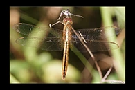 PhotoID: DrX055. Scarlet Skimmer (Crocothemis servilia) - female