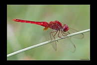 PhotoID: DrX057. Scarlet Skimmer (Crocothemis servilia) - male