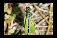 PhotoID: DrX048. Eastern Pondhawk (Erythemis simplicicollis) - male