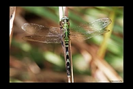 PhotoID: DrX051. Eastern Pondhawk (Erythemis simplicicollis) - female