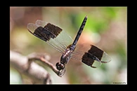 PhotoID: DrX053. Band-Winged Dragonlet (Erythrodiplax umbrata) - male
