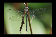 PhotoID: DrX065. Oceanic Emerald (Hemicordulia oceanica) - female