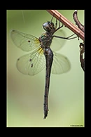 PhotoID: DrX066. Oceanic Emerald (Hemicordulia oceanica) - female