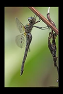 PhotoID: DrX067. Oceanic Emerald (Hemicordulia oceanica) - female