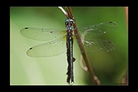 PhotoID: DrX068. Oceanic Emerald (Hemicordulia oceanica) - female