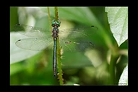 PhotoID: DrX069. Oceanic Emerald (Hemicordulia oceanica) - male