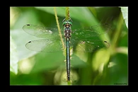 PhotoID: DrX070. Oceanic Emerald (Hemicordulia oceanica) - male