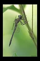 PhotoID: DrX071. Oceanic Emerald (Hemicordulia oceanica) - male