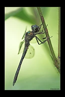 PhotoID: DrX072. Oceanic Emerald (Hemicordulia oceanica) - male