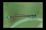 PhotoID: DaX005. Rambur's Forktail (Ischnura ramburii) - male