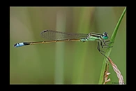 PhotoID: DaX006. Rambur's Forktail (Ischnura ramburii) - male