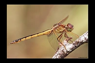 PhotoID: DrX043. Needham's Skimmer (Libellula needhami) - female