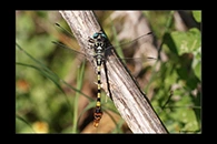 PhotoID: DrX001. Dark Pincertail (Onychogomphus assimilis) - male