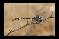 PhotoID: DrX011. Dark Pincertail (Onychogomphus assimilis) - male