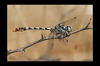 PhotoID: DrX012. Dark Pincertail (Onychogomphus assimilis) - male