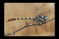 PhotoID: DrX013. Dark Pincertail (Onychogomphus assimilis) - male