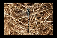 PhotoID: DrX014. Dark Pincertail (Onychogomphus assimilis) - male