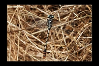 PhotoID: DrX015. Dark Pincertail (Onychogomphus assimilis) - male