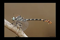 PhotoID: DrX016. Dark Pincertail (Onychogomphus assimilis) - male