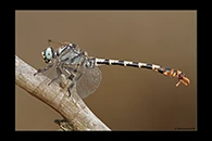 PhotoID: DrX017. Dark Pincertail (Onychogomphus assimilis) - male