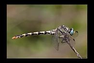 PhotoID: DrX018. Dark Pincertail (Onychogomphus assimilis) - female