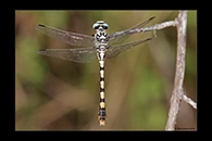 PhotoID: DrX019. Dark Pincertail (Onychogomphus assimilis) - female