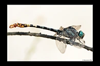 PhotoID: DrX035. Dark Pincertail (Onychogomphus assimilis) - male